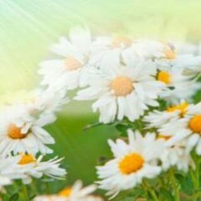 ΠΠ±Π»ΠΎΠΆΠΊΠ° ΠΠ»ΡΠ³Π°