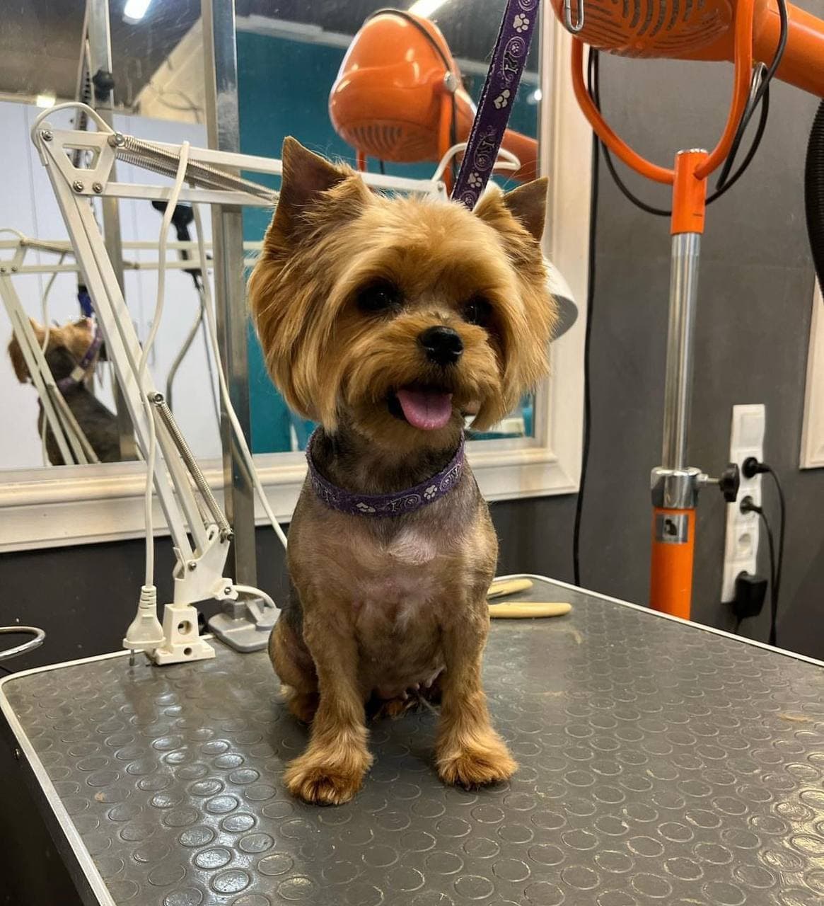 Обложка Елена груминг